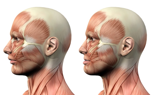 Personnage médical masculin 3D montrant la protusion et la rétrusion de la mandibule