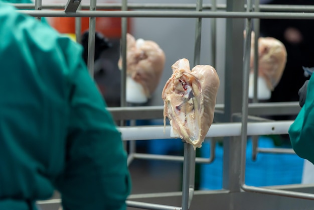 Une personne en chemise verte tient une cuisse de poulet dans une cage.