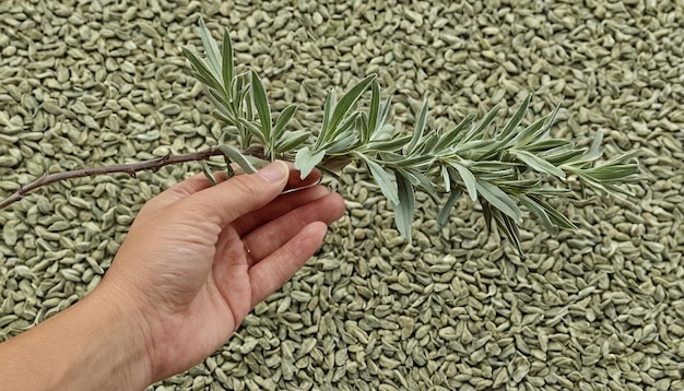 Photo une personne coupe une branche d'une plante avec une corde qui dit brindilles