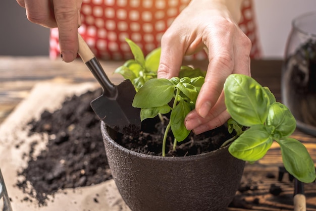 Une personne dans un tablier rouge plante soigneusement de jeunes plants verts dans le pot Concept de jardinage printemps et passe-temps