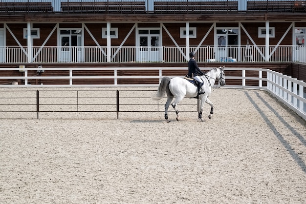 Une Personne Entraîne Un Cheval Blanc Dans Une Arène Couverte De Sable. Equitation, Sport Hippique