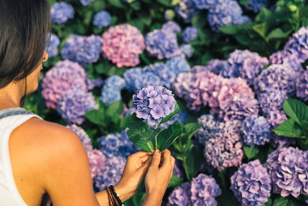 Personne femelle prenant des hortensias