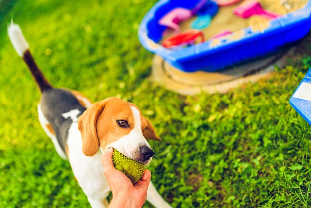 Personne jouant avec un chien sur terre