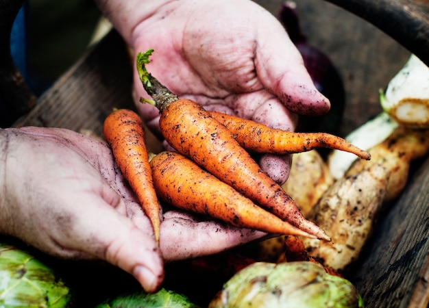 Une personne manipulant des carottes