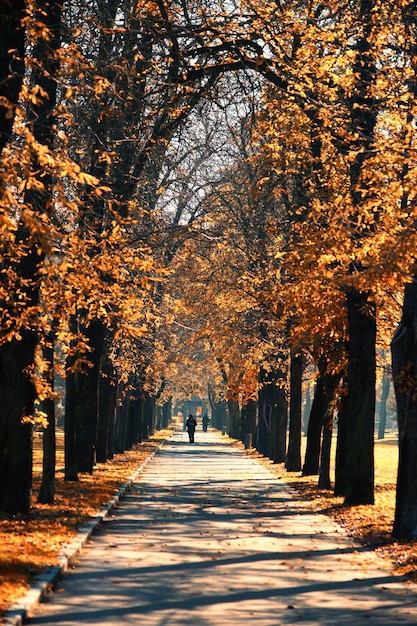 Une personne marchant sur un sentier au milieu des arbres en automne