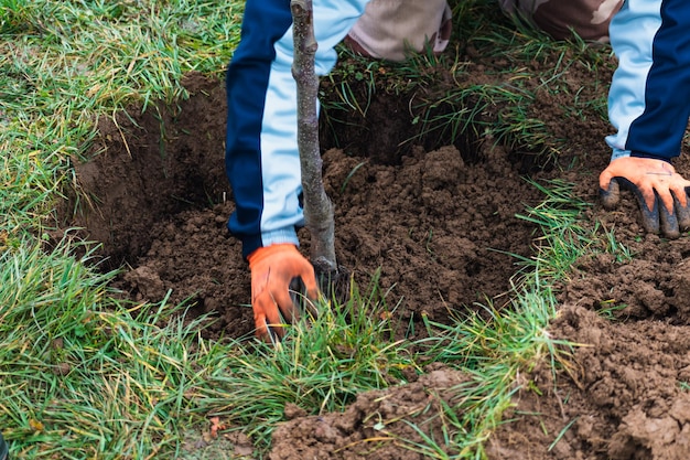 Personne qui a creusé un trou pour transplanter un arbre dans un jardin