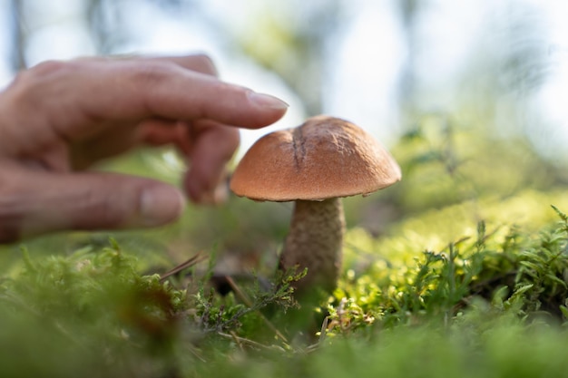 La personne qui veut cuisiner un délicieux repas ramasse des champignons dans la forêt éclairée par la lumière du soleil