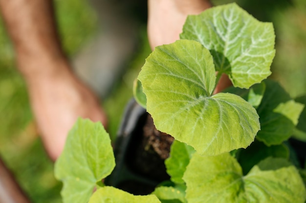 personne retirant une plante d'un lit de semence