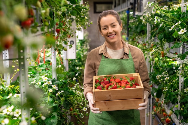 Une personne tenant une boîte de fraises mûres rouges dans une ferme verticale