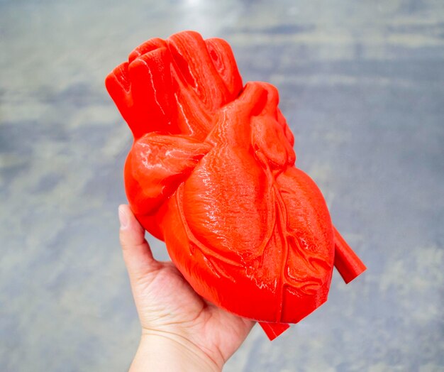 Photo personne tenant dans la main un prototype de cœur humain imprimé à partir d'un modèle de plastique rouge fondu de cœur humain