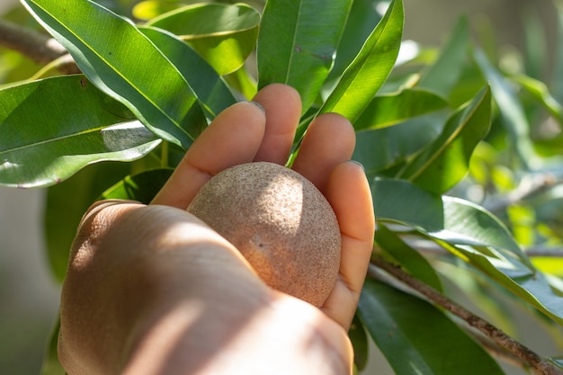 Personne tenant un fruit dans un arbre