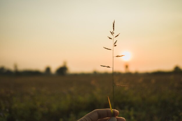 Personne tenant une plante sur le champ contre le ciel au coucher du soleil