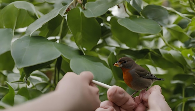 Photo une personne tient un bâton avec un oiseau dessus