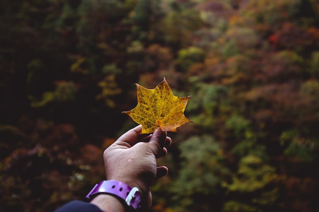 Une personne tient une feuille devant une forêt.