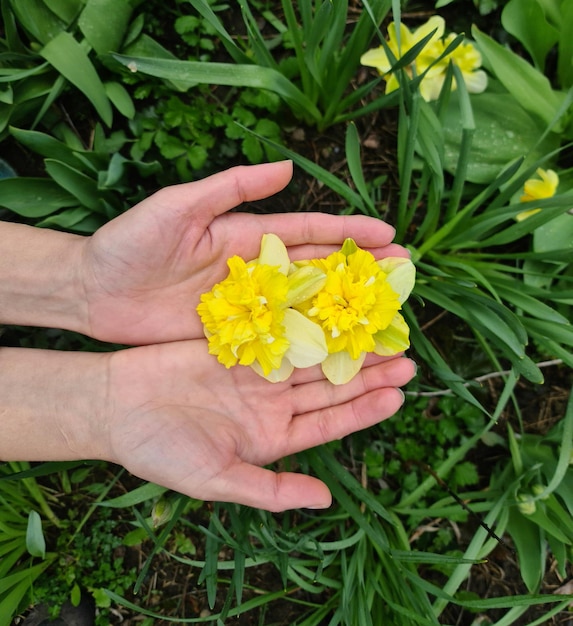 Une personne tient une petite fleur jaune dans ses mains.