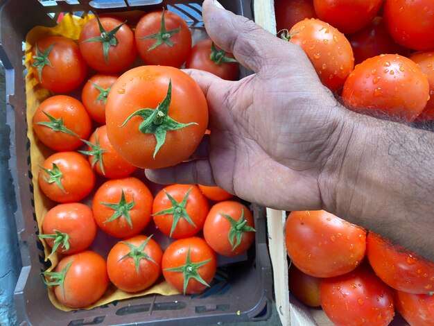 Une personne tient un tas de tomates dans une caisse.