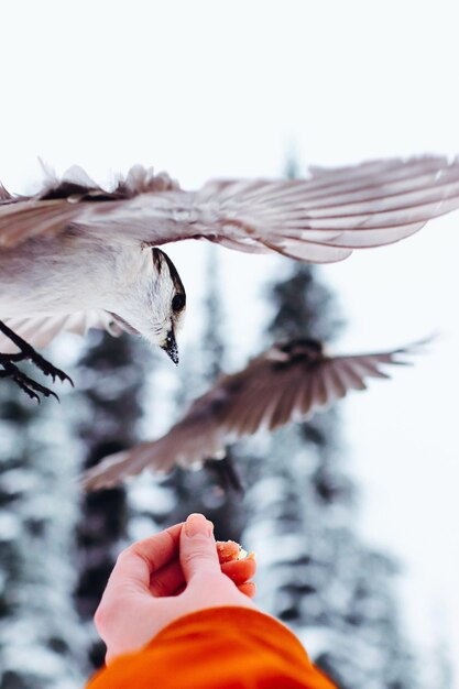 Photo personne volant comme un oiseau contre le ciel