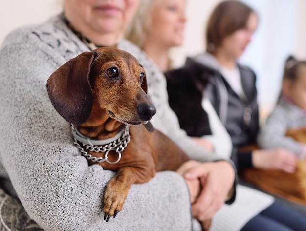 Les personnes avec leurs animaux de compagnie attendent un examen médical à la clinique vétérinaire. La santé des animaux