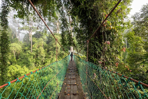 Photo des personnes non identifiées au pont suspendu à la cime des arbres dans la jungle de danum valley lahad datu