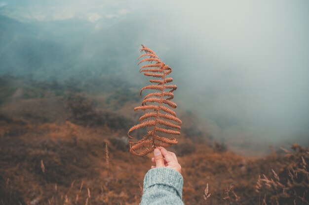 Personnes, tenue, feuille, montagne, brouillard