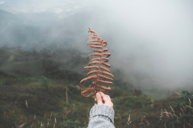 Personnes, tenue, feuille, montagne, brouillard