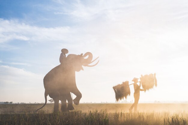 Personnes travaillant dans les rizières en Thaïlande