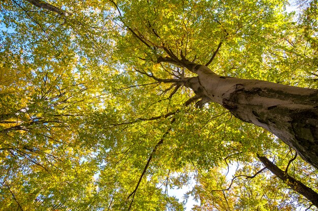 Perspective de bas en haut de la forêt d'automne avec des feuilles orange et jaune vif