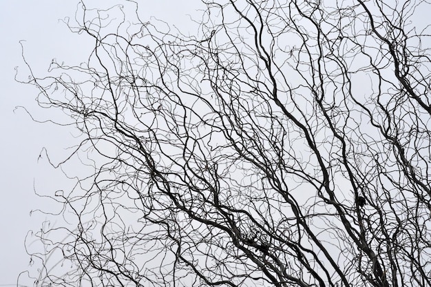 Perspective des branches d'arbres sans feuilles Le sommet des arbres contre le ciel
