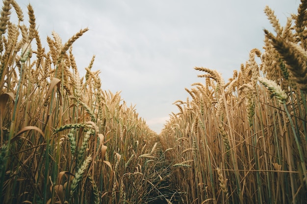 Perspective sur le champ de blé