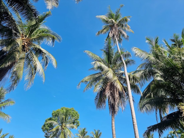 La perspective de la plantation de cocotiers sur le fond de ciel bleu