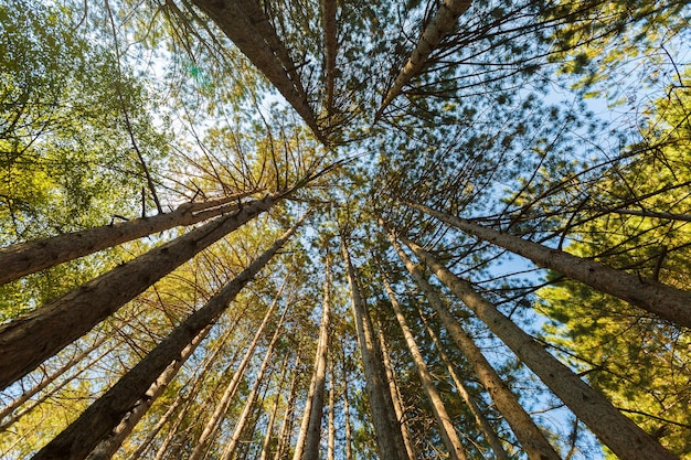 Perspective verticale dans une forêt de pins dense avec sky