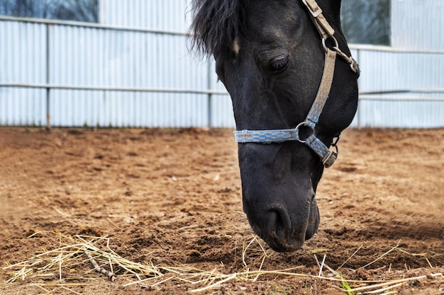 Perte de la tête d'un cheval bai dans un paddock