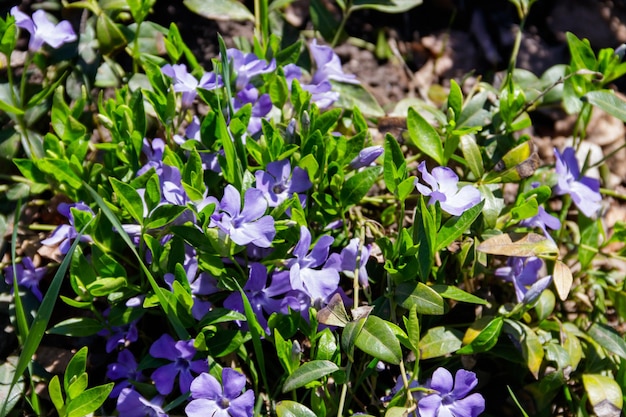 Pervenche bleue (vinca minor) sur parterre de fleurs