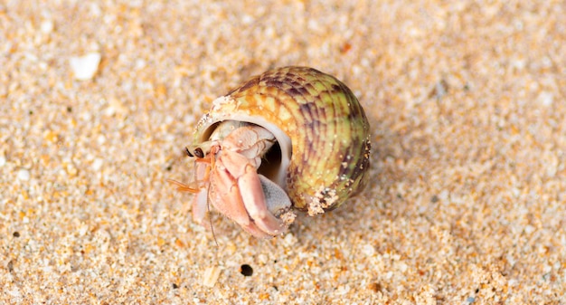 la pervenche commune qui sort de sa coquille sur une plage a une coquille épaisse largement ovale et pointue et contient des verticilles des fils fins et des rides de couleur gris-brun avec des bandes spirales foncées