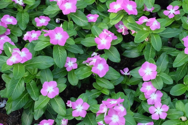 Pervenche rose de Madagascar sur Catharanthus Roseus dans le jardin