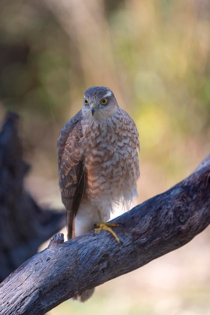 Épervier eurasien (Accipiter nisus) Malaga, Espagne