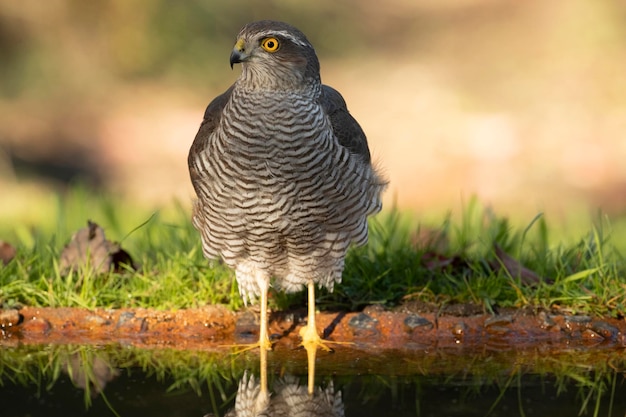 Épervier eurasien femelle à un point d'eau dans une forêt méditerranéenne aux premières lueurs du jour