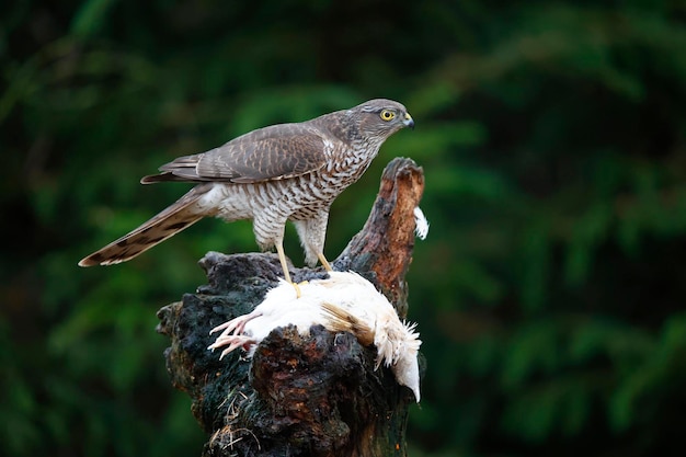 Épervier femelle sur son kill à un site d'alimentation des bois