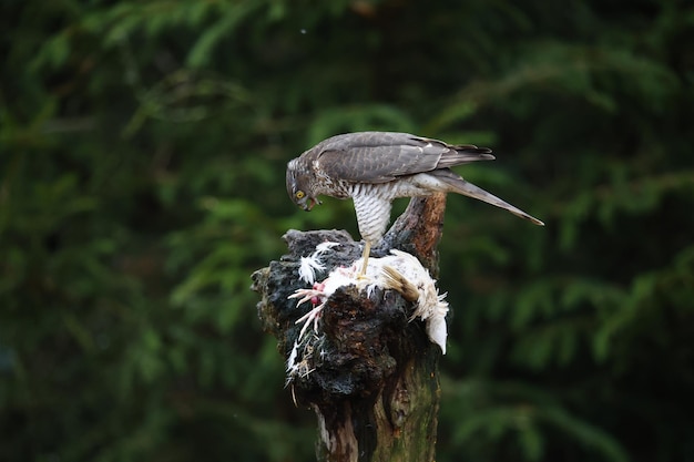 Épervier femelle sur son kill à un site d'alimentation des bois