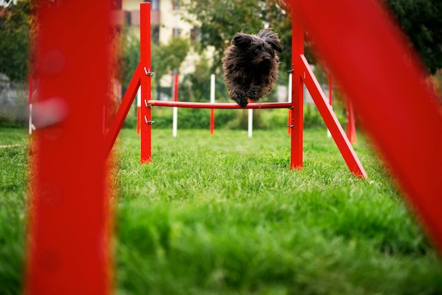 Photo pet course d'agilité avec chien sautant sur un obstacle