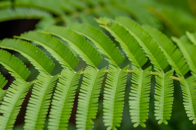 Photo petai laisse un nom commun en indonésie pour les feuilles de parkia speciosa arrière-plan naturel