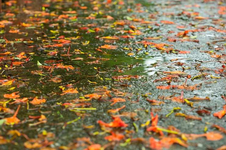 Photo pétale d&#39;automne sur le sol humide le matin.
