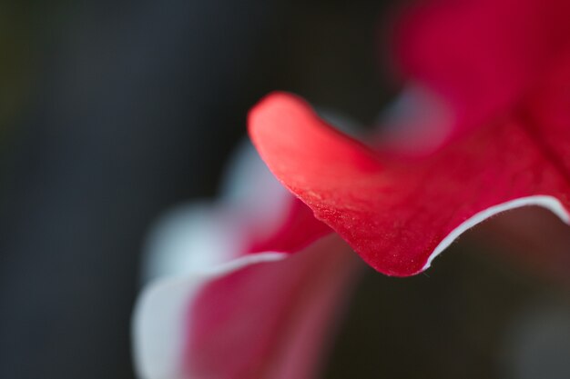 Photo pétale de fleur colorée. vue rapprochée