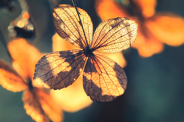 pétale de fleur d&#39;hortensia sec avec fond de nature