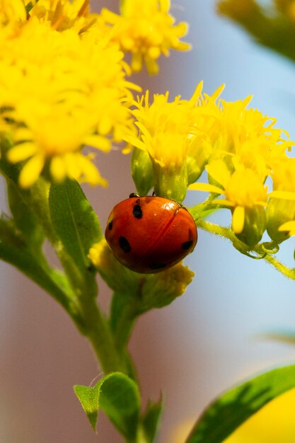 Pétale De Fleur Jaune Avec Coccinelle Sous Ciel Bleu