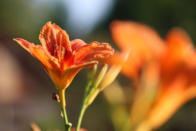 Pétale de fleur de lilas