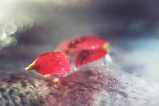 Pétale de fleur rouge avec une goutte d'eau macro