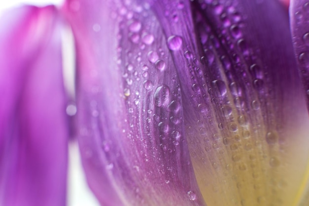 Pétale de fleur avec tulipe macro de gouttelettes d'eau