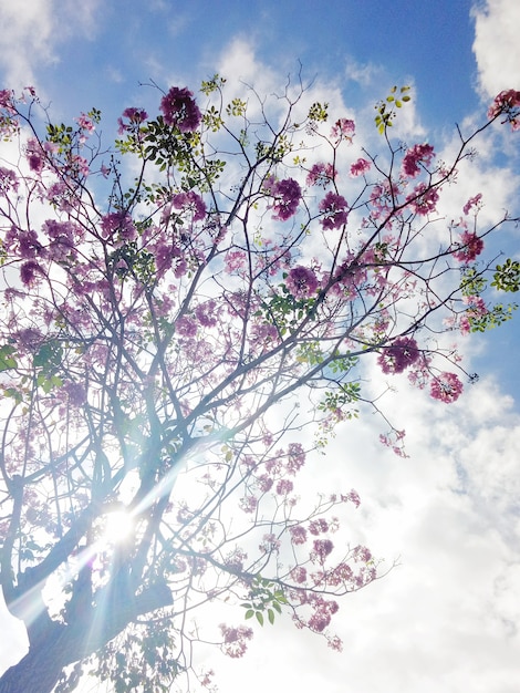 Pétale rose belle nature et arbres avec lumière flare et fond de ciel bleu nuage