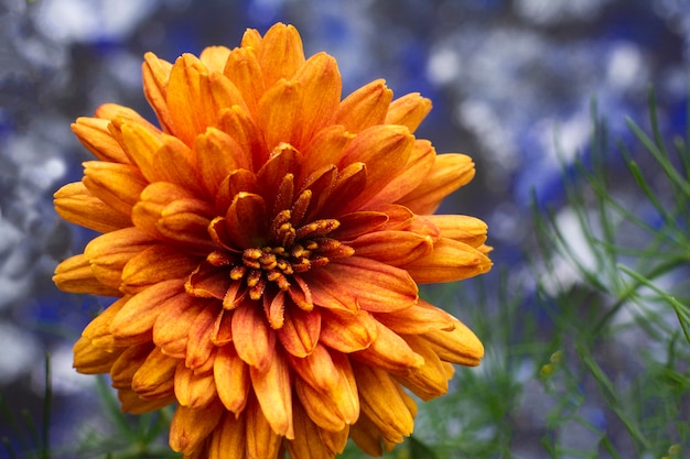 Pétales de beau chrysanthème orange.